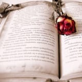 Dried pink rose on open old book, vintage reading, love story, nostalgic literature, floral decor.