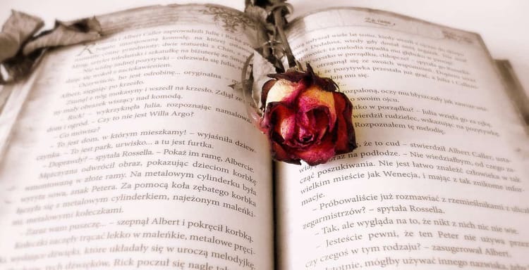 Dried pink rose on open old book, vintage reading, love story, nostalgic literature, floral decor.