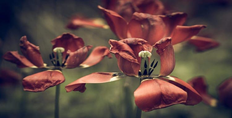 Detailed image of floral blooms with natural focus.