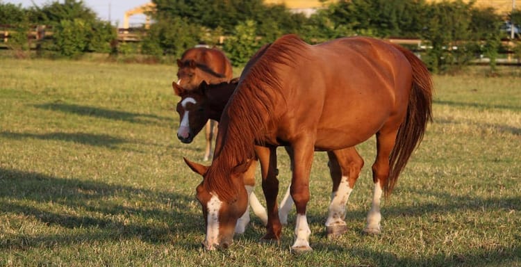 Photo of a brown horse grazing peacefully in a grassy field.