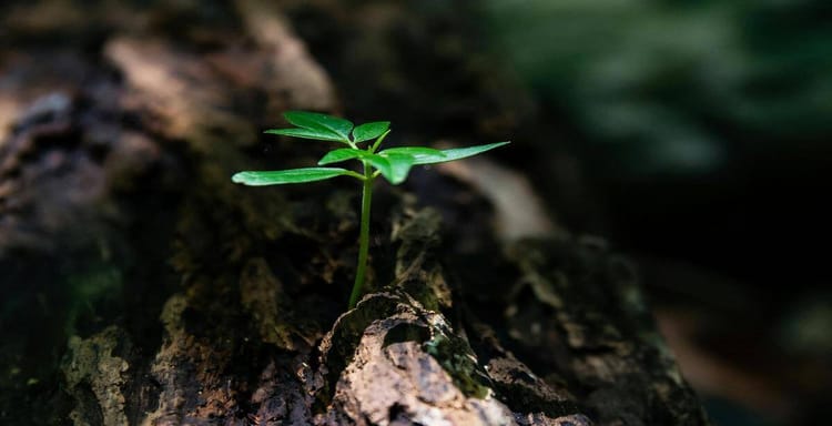 Young plant sprouting from tree bark.