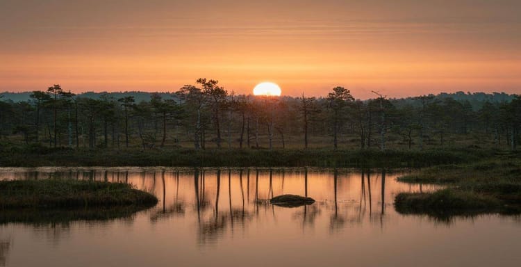 Sunset over peaceful wetlands with trees and reflective water, creating a serene, natural landscape scene.
