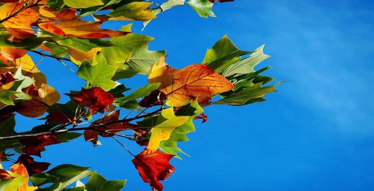 Colorful autumn leaves on a tree against a blue sky, emphasizing text analysis and word count tools.
