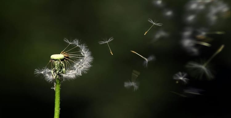 Close-up of dandelion with floating seeds against dark background.