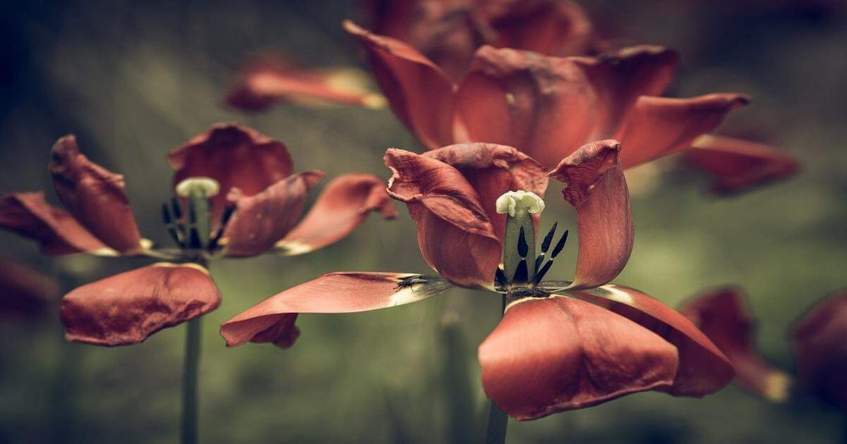 Detailed image of floral blooms with natural focus.