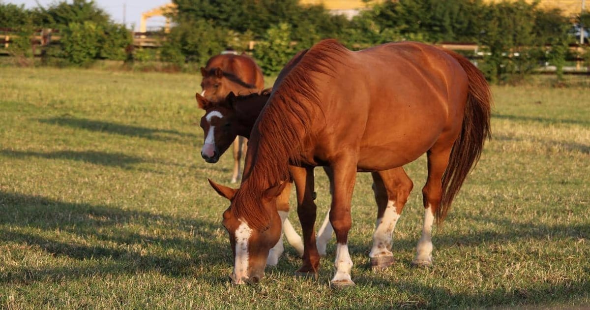 Photo of a brown horse grazing peacefully in a grassy field.