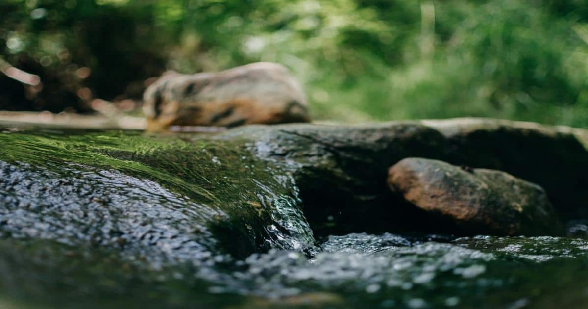 Close-up of a flowing stream with moss-covered rocks in a serene forest setting.