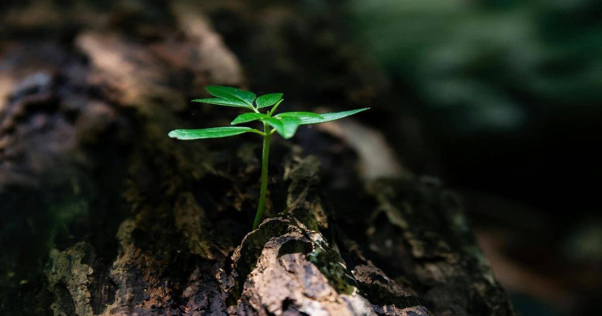 Young plant sprouting from tree bark.