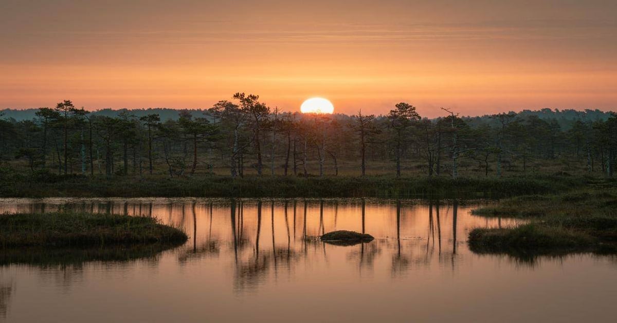 Sunset over peaceful wetlands with trees and reflective water, creating a serene, natural landscape scene.