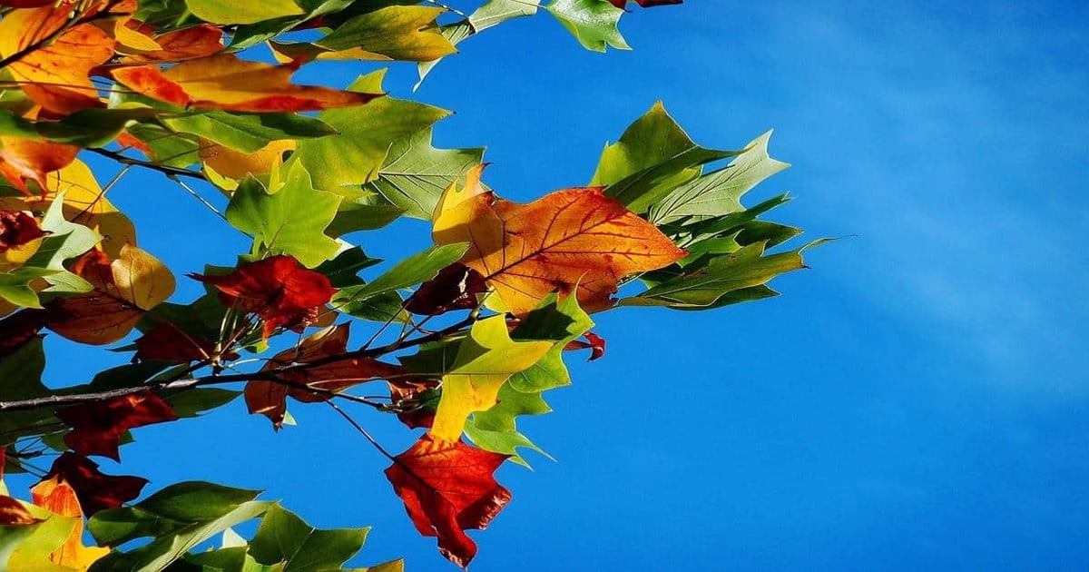 Colorful autumn leaves on a tree against a blue sky, emphasizing text analysis and word count tools.