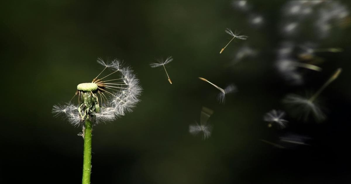 Close-up of dandelion with floating seeds against dark background.